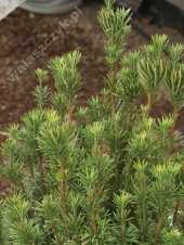 Cephalotaxus harringtonii 'Fastigiata' 